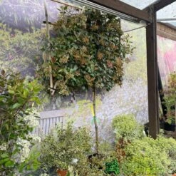 Photinia X Fraseri 'Red Robin' Pleached Form 2m Tall 7 Photinia X Fraseri 'Red Robin' Pleached Form 2m Tall -Wolf-Garten Store 5021768148341 3