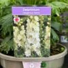 Delphinium 'Delgenius Neva' 3Ltr Pot -Wolf-Garten Store 5021768164310