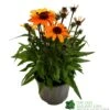 Echinacea 'Sunseekers Clementine' 3Ltr Pot -Wolf-Garten Store 5021768164761