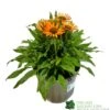 Echinacea 'Prima Saffron' 3Ltr Pot 2 Echinacea 'Prima Saffron' 3Ltr Pot -Wolf-Garten Store 5021768165874