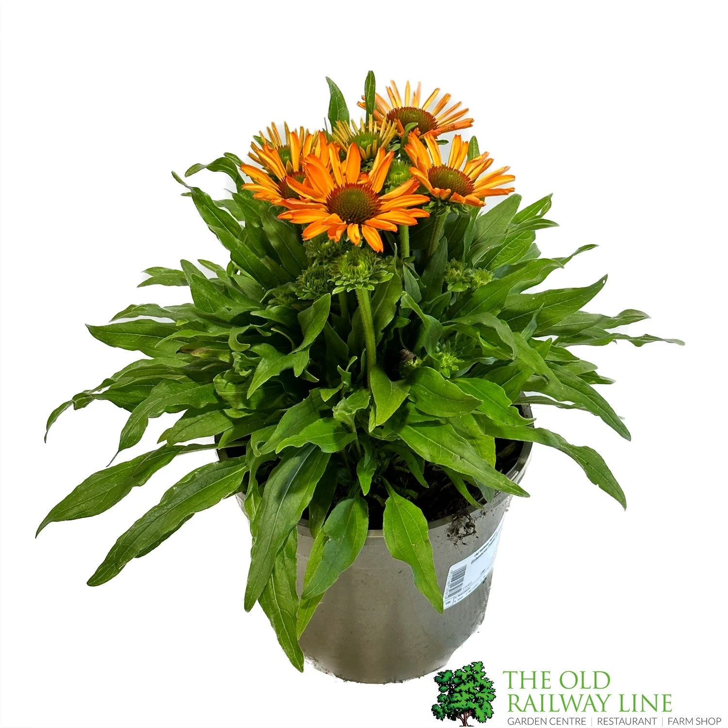 Echinacea 'Prima Saffron' 3Ltr Pot 3 Echinacea 'Prima Saffron' 3Ltr Pot