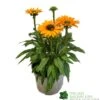 Echinacea 'Sunseekers Mineola' 3Ltr Pot -Wolf-Garten Store 5021768177716