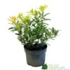 Pieris 'Flaming Silver' 2Ltr Pot (NL) 1 Pieris 'Flaming Silver' 2Ltr Pot (NL) -Wolf-Garten Store 5023242090252