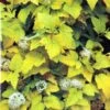 Physocarpus Opulifolius 'Angel Gold' Ninebark Plant 3Ltr Pot -Wolf-Garten Store 5023242188591 2