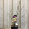 Chimonanthus Praecox 'Wintersweet' Plant 3Ltr Pot (NL) -Wolf-Garten Store 5026429421832