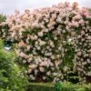 David Austin 'Phyllis Bide'Apricot Pink Rambling Rose 6Ltr Pot 2 David Austin 'Phyllis Bide'Apricot Pink Rambling Rose 6Ltr Pot -Wolf-Garten Store 5031825004060