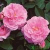 David Austin 'The Mayflower' Pink English Rose 6Ltr Pot 1 David Austin 'The Mayflower' Pink English Rose 6Ltr Pot -Wolf-Garten Store 5031825012904