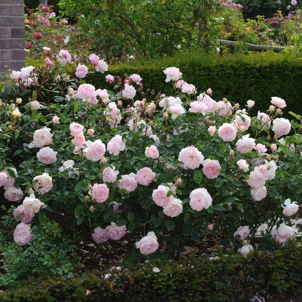 David Austin 'Gentle Hermione' Pink English Rose 6Ltr Pot 4 David Austin 'Gentle Hermione' Pink English Rose 6Ltr Pot - Image 2