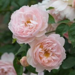David Austin 'Gentle Hermione' Pink English Rose 6Ltr Pot 9 David Austin 'Gentle Hermione' Pink English Rose 6Ltr Pot -Wolf-Garten Store 5031825016971 3