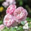 David Austin 'Gentle Hermione' Pink English Rose 6Ltr Pot -Wolf-Garten Store 5031825016971 70f7597d 3b22 4ad1 86f0 fafd32a8e6d9