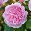 David Austin 'Olivia Rose Austin' Mid Pink English Rose 6Ltr Pot 1 David Austin 'Olivia Rose Austin' Mid Pink English Rose 6Ltr Pot -Wolf-Garten Store 5031825021081