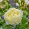 David Austin 'Vanessa Bell' Pale Yellow English Rose 6Ltr Pot -Wolf-Garten Store 5031825021753 f0766a4e 6721 4a00 b03c b80fec0bfd2d