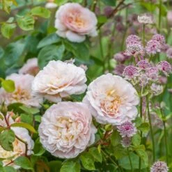 David Austin 'Emily Brontë' Pink English Rose 6Ltr Pot -Wolf-Garten Store 5031825021869 3 9b7506c8 1c1e 4c44 9a3b 79c60ca6b933