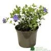 Vinca Minor 'Ralph Shugart' Plant 2Ltr Pot 1 Vinca Minor 'Ralph Shugart' Plant 2Ltr Pot -Wolf-Garten Store 5050704147971