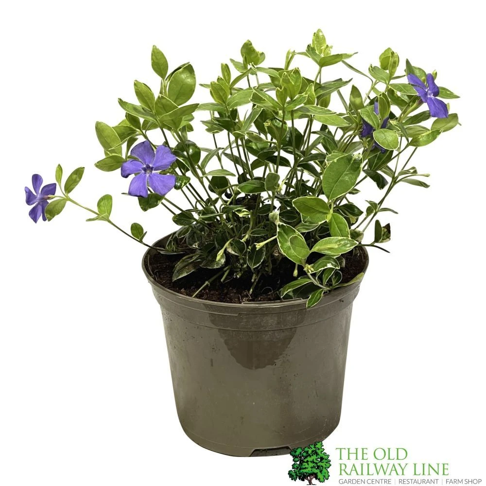 Vinca Minor 'Ralph Shugart' Plant 2Ltr Pot