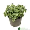 Brunnera Macrophylla 'Jack Frost' 3Ltr Pot -Wolf-Garten Store 5050704243598