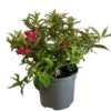 Weigela 'All Summer Red' Plant 3Ltr Pot -Wolf-Garten Store 5050704374100