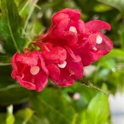 Weigela 'All Summer Red' Plant 3Ltr Pot -Wolf-Garten Store 5050704374100 3