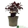 Cotinus 'Lilla' Smoke Bush 3Ltr Pot 2 Cotinus 'Lilla' Smoke Bush 3Ltr Pot -Wolf-Garten Store 5050704486568 52a2b756 8831 4e1e b286 991d8fe6385f