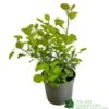 Cotinus Coggygria 'Golden Spirit' 3Ltr Pot 2 Cotinus Coggygria 'Golden Spirit' 3Ltr Pot -Wolf-Garten Store 5050704603385