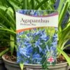 Agapanthus 'Pitchoune Blue' Plant 2Ltr Pot -Wolf-Garten Store 5050704604788 26ea92d2 5d2b 48da b063 10784f78180a