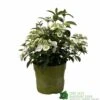 Hydrangea 'Runaway Bride' Plant 3Ltr Pot 2 Hydrangea 'Runaway Bride' Plant 3Ltr Pot -Wolf-Garten Store 5050704637069 90834b77 23de 4095 8358 3af3053ca686