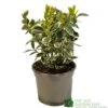 Euonymus Japonicus 'Bravo' 3Ltr Pot 1 Euonymus Japonicus 'Bravo' 3Ltr Pot -Wolf-Garten Store 5050704640649