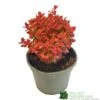 Berberis Thunbergii 'Orange Ice' 3Ltr Pot -Wolf-Garten Store 5050704640892