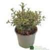 Coprosma 'Fireburst' 3Ltr Pot 1 Coprosma 'Fireburst' 3Ltr Pot -Wolf-Garten Store 5050704641356 3416d161 1c98 4e67 abed 106d55d30689