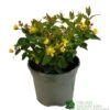 Hypericum 'Berry Red' St Johns Wort 3Ltr Pot 2 Hypericum 'Berry Red' St Johns Wort 3Ltr Pot -Wolf-Garten Store 5050704641493