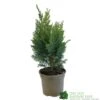Chamaecyparis Lawsonia 'Columnaris Glauca' Conifer 3Ltr Pot -Wolf-Garten Store 5055028608573