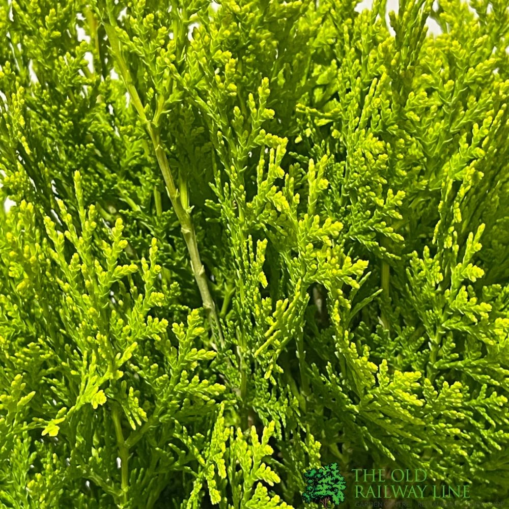 Platycladus Orientalis 'Aurea Nana' Conifer 3Ltr Pot 4 Platycladus Orientalis 'Aurea Nana' Conifer 3Ltr Pot - Image 2
