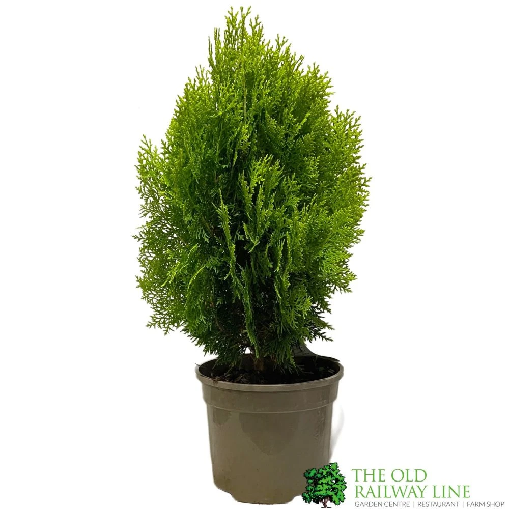 Platycladus Orientalis 'Aurea Nana' Conifer 3Ltr Pot 3 Platycladus Orientalis 'Aurea Nana' Conifer 3Ltr Pot