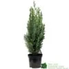 Chamaecyparis Lawsoniana 'White Spot' Conifer 3Ltr Pot 1 Chamaecyparis Lawsoniana 'White Spot' Conifer 3Ltr Pot -Wolf-Garten Store 5055028612464 89e1d63b 3abc 4430 b905 9ff33733196f