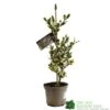 Ilex Aquifolium 'Ferox Argentea' Silver Hedgehog Holly 3Ltr Pot 1 Ilex Aquifolium 'Ferox Argentea' Silver Hedgehog Holly 3Ltr Pot -Wolf-Garten Store 5055028616660