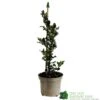 Ilex X Meserveae 'Blue Angel' Holly 3Ltr Pot -Wolf-Garten Store 5055028622722 f02d8215 8085 4111 af2c 5c963f3f37f4