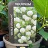 Viburnum 'Opulus Sterile' 3Ltr Pot -Wolf-Garten Store 5055028624009