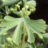 Ginkgo Biloba Maidenhair Tree 10Ltr Pot 1 Ginkgo Biloba Maidenhair Tree 10Ltr Pot -Wolf-Garten Store 5055028630499 ade86239 5143 4316 b6c2 c20fa427ed81