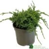 Juniper 'Holger' 3Ltr Pot 1 Juniper 'Holger' 3Ltr Pot -Wolf-Garten Store 5055028641969