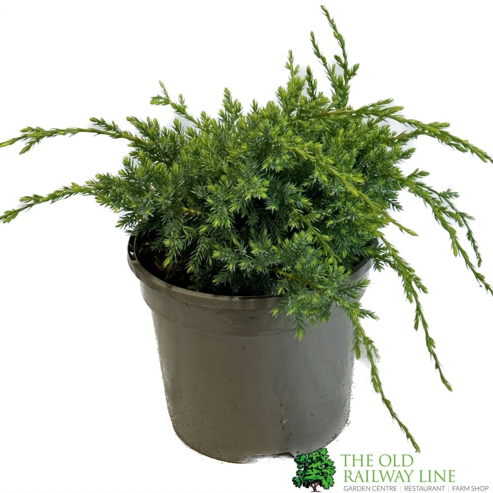 Juniper 'Holger' 3Ltr Pot 3 Juniper 'Holger' 3Ltr Pot