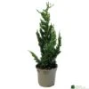 Chamaecyparis Lawsoniana 'Wisselii' 3Ltr Pot 2 Chamaecyparis Lawsoniana 'Wisselii' 3Ltr Pot -Wolf-Garten Store 5055028643017