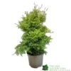Conifer 'Squarrosa Sulphurea' Chamaecyparis Cypress 3Ltr Pot -Wolf-Garten Store 5055028657762