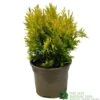 Thuja Plicata 'Goldy' Conifer 3Ltr Pot 2 Thuja Plicata 'Goldy' Conifer 3Ltr Pot -Wolf-Garten Store 5055028658059 6dcaeab1 6b48 44b1 9b35 3468f22511c8