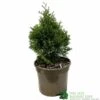 Thuja Occidentalis 'Smaragd' White Cedar Conifer 3Ltr Pot -Wolf-Garten Store 5055028659421 b637aabe aaf6 4e58 93af 92308458436e