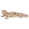 Vivid Arts 28cm Bearded Lizard - PZ-LIZD-F 2 Vivid Arts 28cm Bearded Lizard - PZ-LIZD-F -Wolf-Garten Store 5055195033901