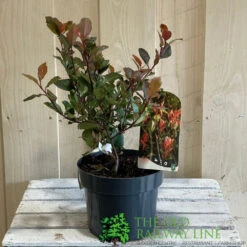 Photinia X Fraseri 'Little Red Robin' 3Ltr Pot (NL) 7 Photinia X Fraseri 'Little Red Robin' 3Ltr Pot (NL) -Wolf-Garten Store 5055286310355 2
