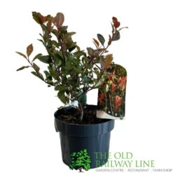 Photinia X Fraseri 'Little Red Robin' 3Ltr Pot (NL) 6 Photinia X Fraseri 'Little Red Robin' 3Ltr Pot (NL) -Wolf-Garten Store 5055286310355