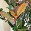 Photinia X Fraseri 'Little Red Robin' 3Ltr Pot (NL) -Wolf-Garten Store 5055286310355 3
