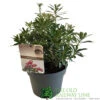 Pieris 'Polar Passion' 3Ltr Pot (NL) -Wolf-Garten Store 5055286310560