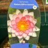 Water Lily Nymphaea Madame Wilfron Gonnere Pond Plant 3Ltr Pot 2 Water Lily Nymphaea Madame Wilfron Gonnere Pond Plant 3Ltr Pot -Wolf-Garten Store 755598910261